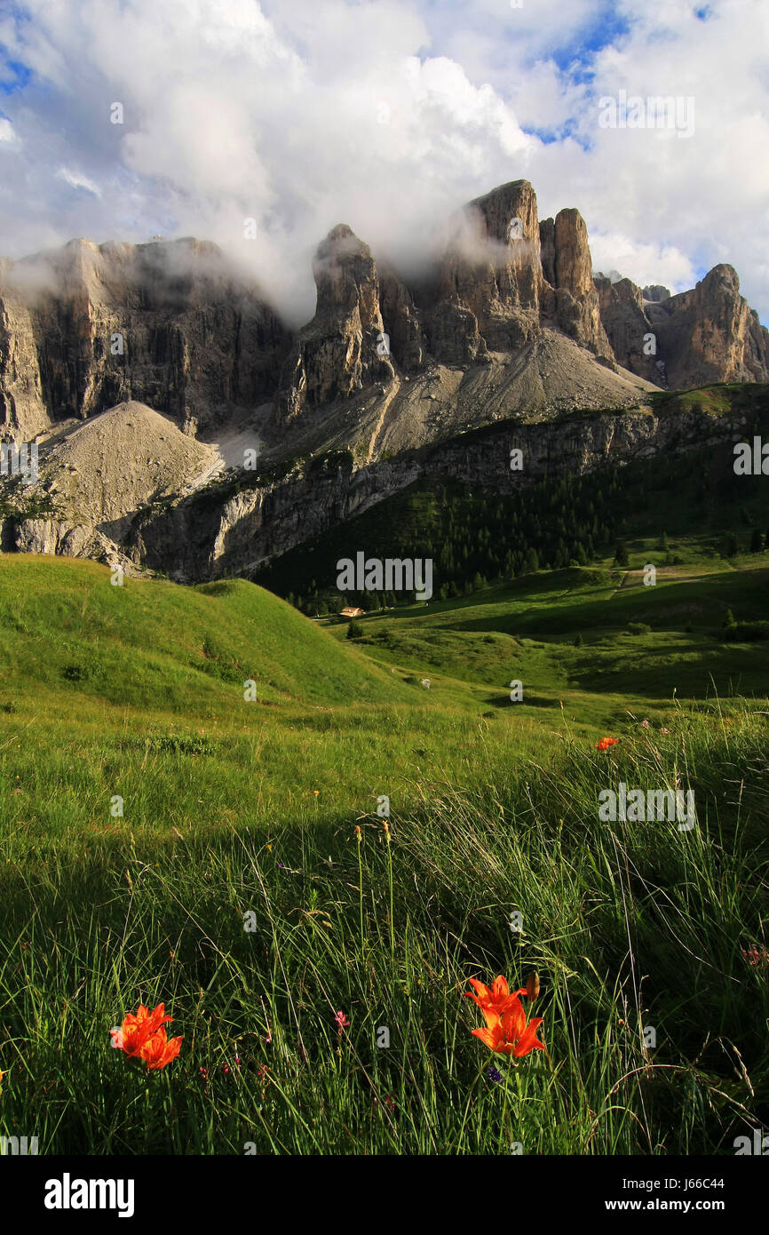 mountains flower plant alps lily mountain scenery countryside nature house Stock Photo