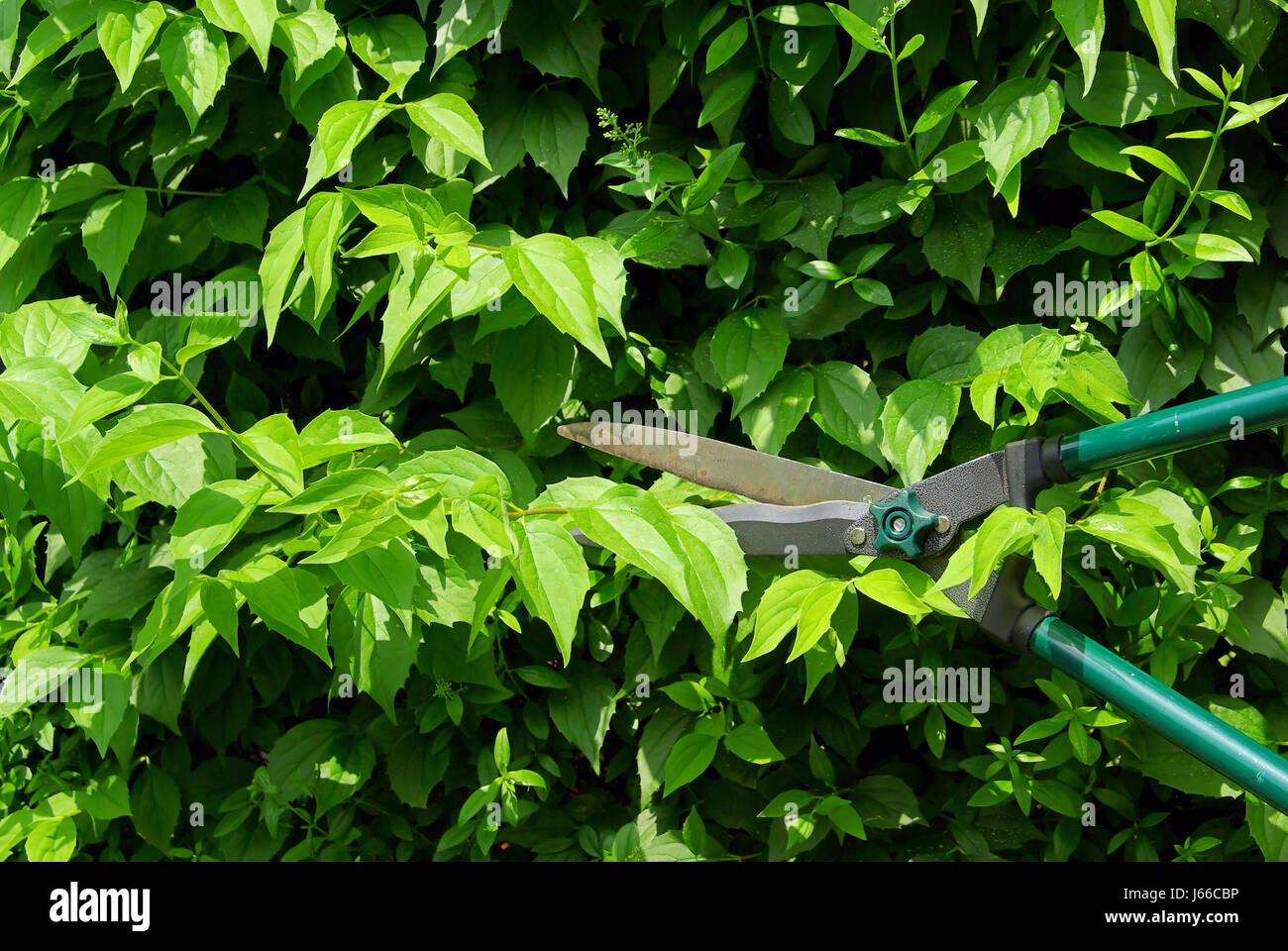 garden green bush hedge scissors scissor cut gardens hedge shears plant