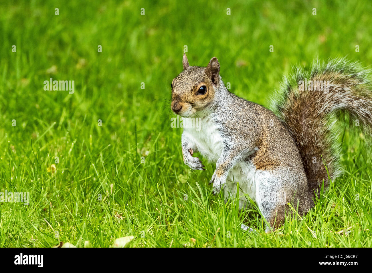 Grey Squirrel. Gray. Stock Photo