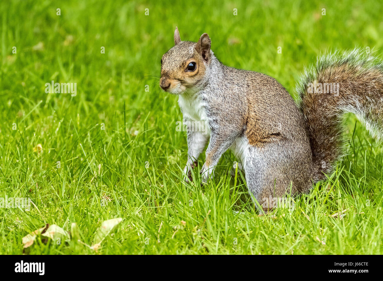 Grey Squirrel. Gray. Stock Photo