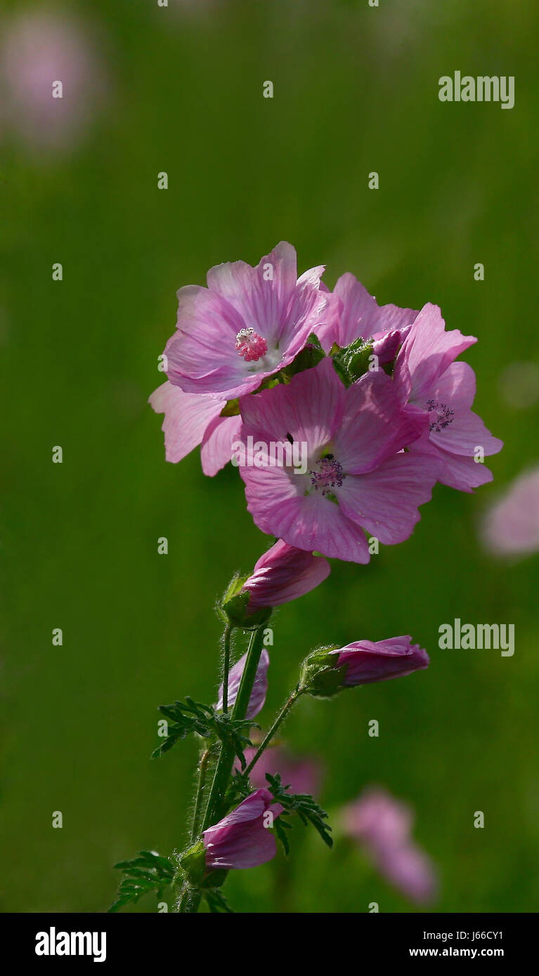 mallow plant mallow delighted unambitious enthusiastic merry radiant with joy Stock Photo