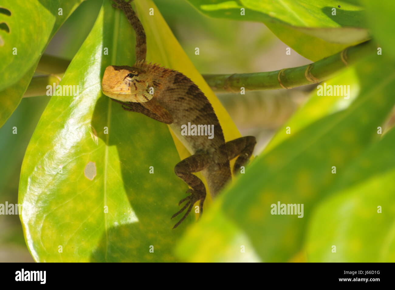 animals saurian thailand reptiles nature reptile wild animals saurian