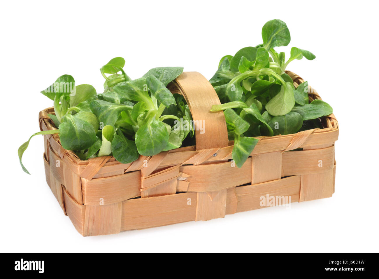 lamb's lettuce salad food aliment basket rich in vitamins lamb's lettuce salad Stock Photo