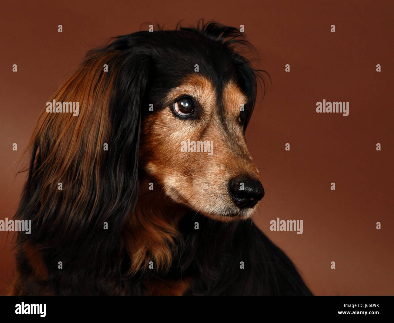 dachshund portrait Stock Photo