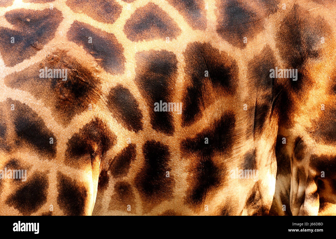 animal mammal skin giraffe hair texture presentation travel macro close ...