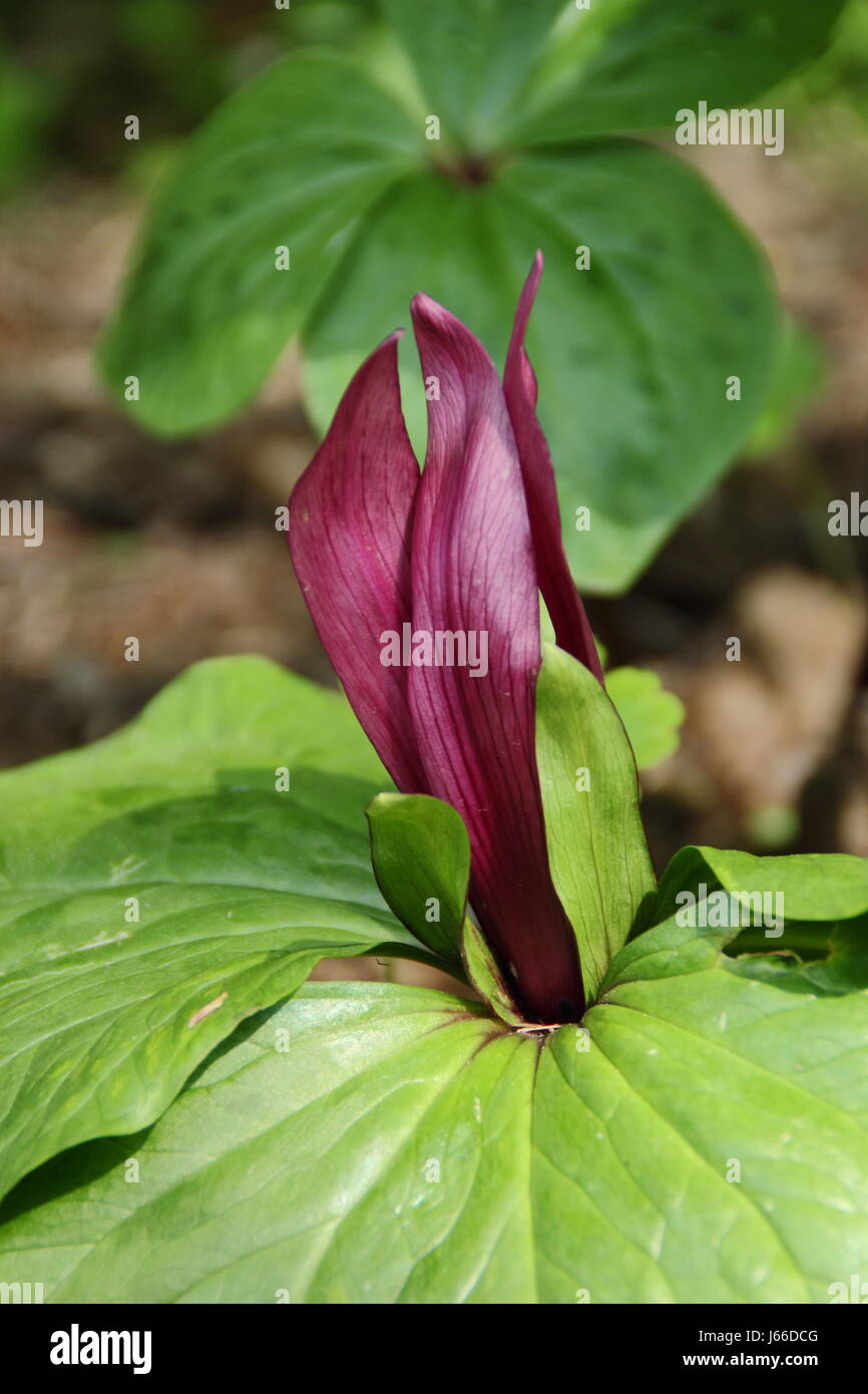 'Giant wake robin' (trillium chloropetalum) flowering in a shaded area of a English woodland garden in mid spring, UK Stock Photo