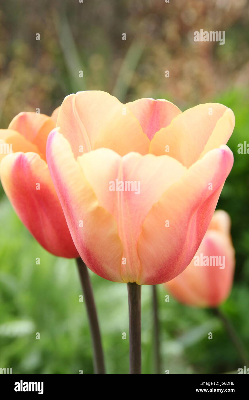 Tulipa 'Apricot Foxx' in full bloom in the border of an English garden - late April Stock Photo