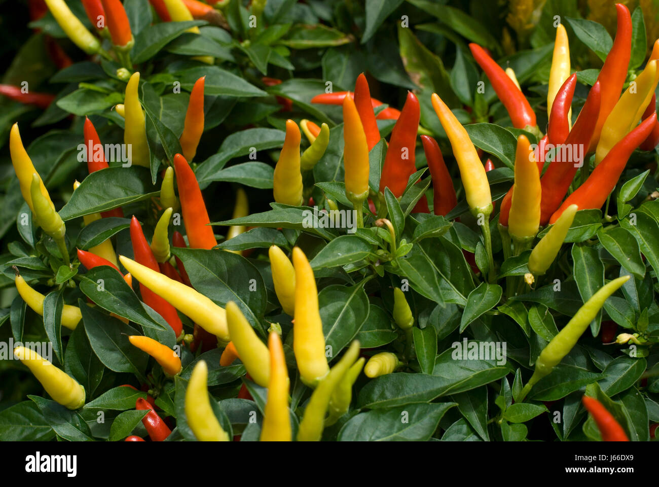 hot red plant spice green leaves hot paprika peppers growth grow chilli