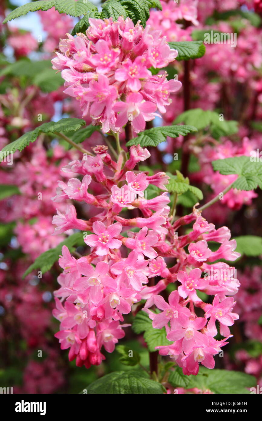 Masses of fragrant scarlet racemes of a Flowering Currant (Ribes Sanguineum) in full bloom, forming the hedge of an English garden in spring Stock Photo