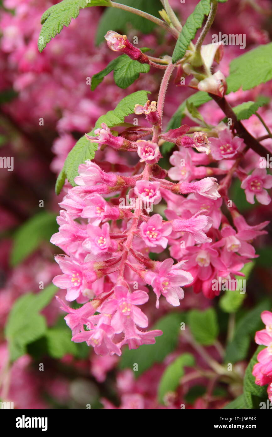 Masses of fragrant scarlet racemes of a Flowering Currant (Ribes Sanguineum) in full bloom, forming the hedge of an English garden in spring Stock Photo