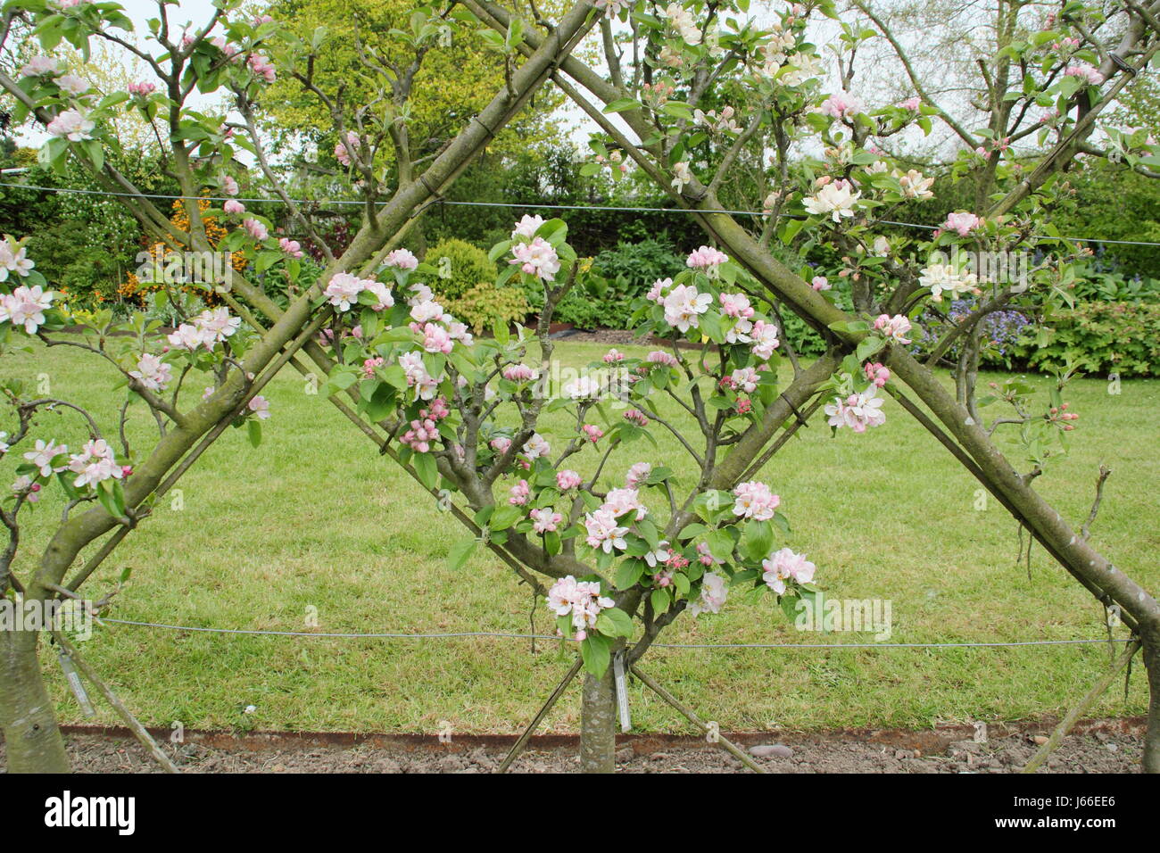 Blossom on apple trees (malus) trained into the 'Belgian Fence' espalier  forming diamond patterns, in the orchard of an English garden Stock Photo