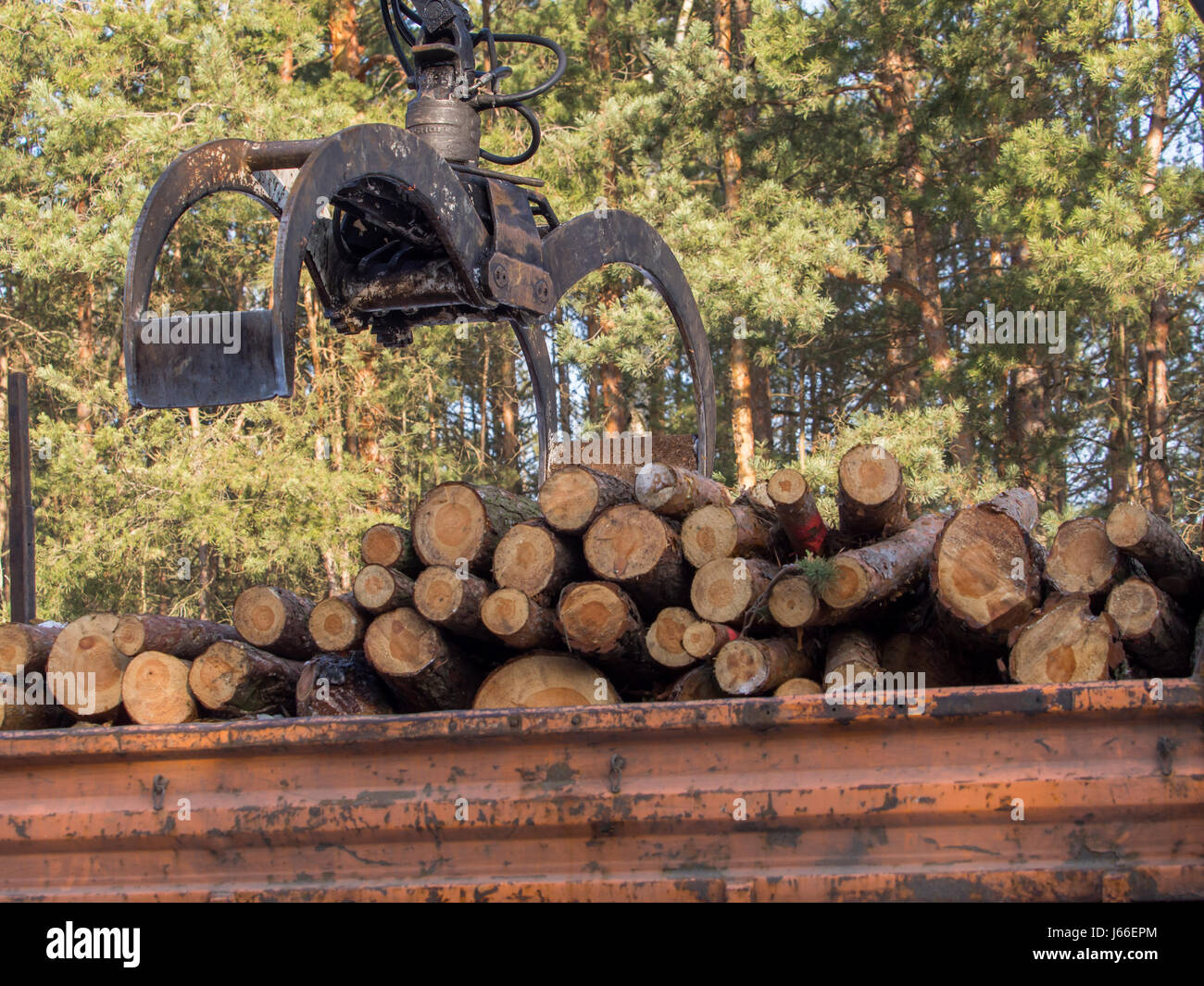 Carry tree trunks hi-res stock photography and images - Alamy
