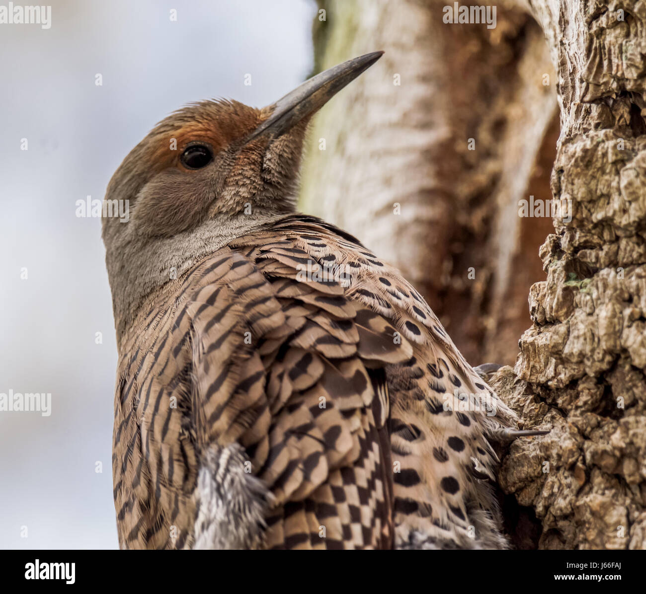 A female Northern Flicker, or Red Shafted Flicker, works on the house construction for her family's new place near Stanley Park in Vancouver BC. Stock Photo