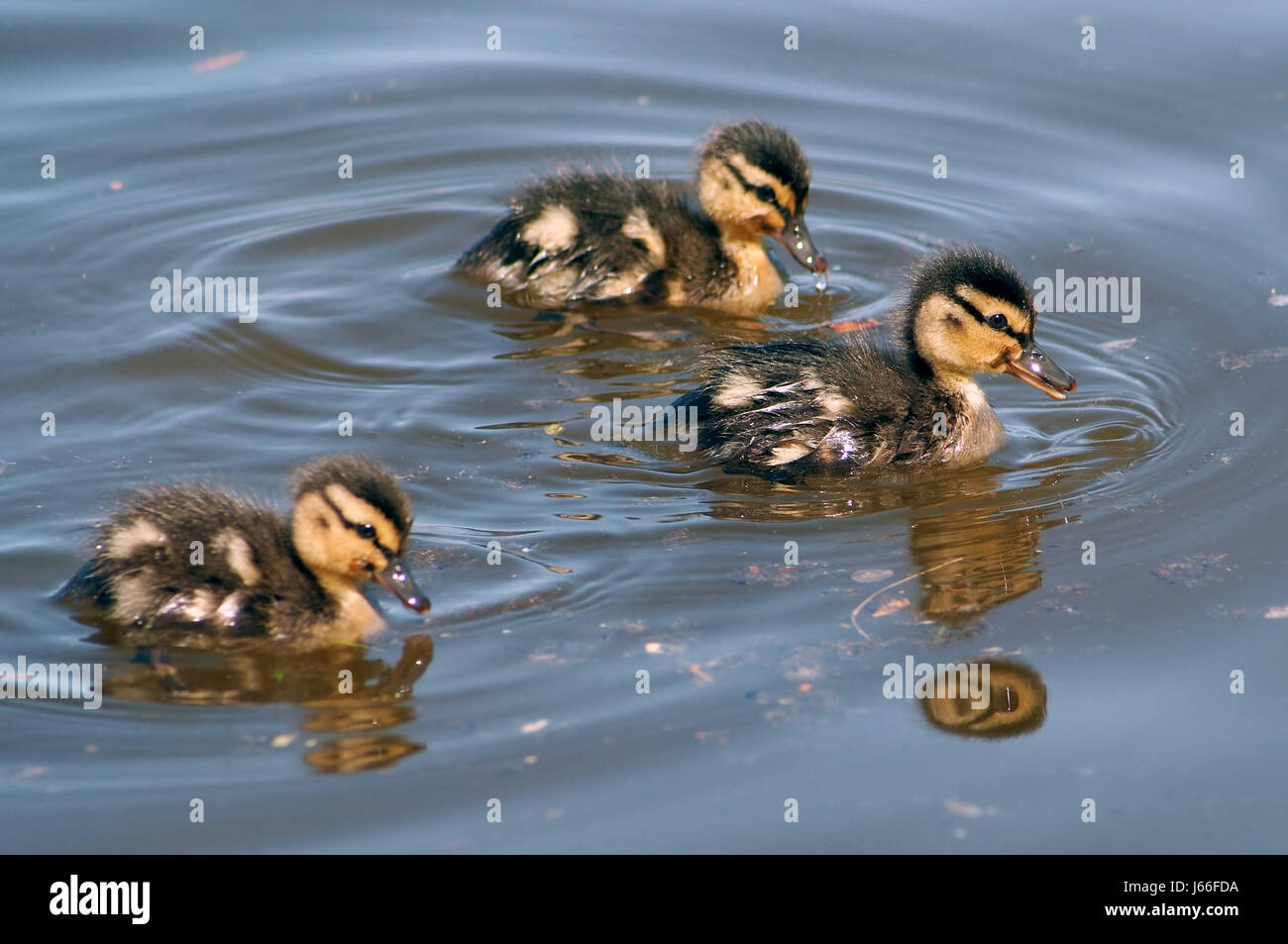 duck puppy mallard duckling young younger detail animal bird wild small tiny Stock Photo