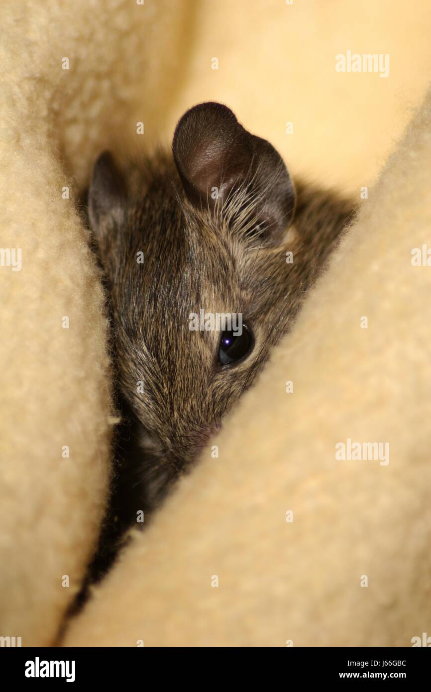 macro close-up macro admission close up view rodent hide animal child conceal Stock Photo