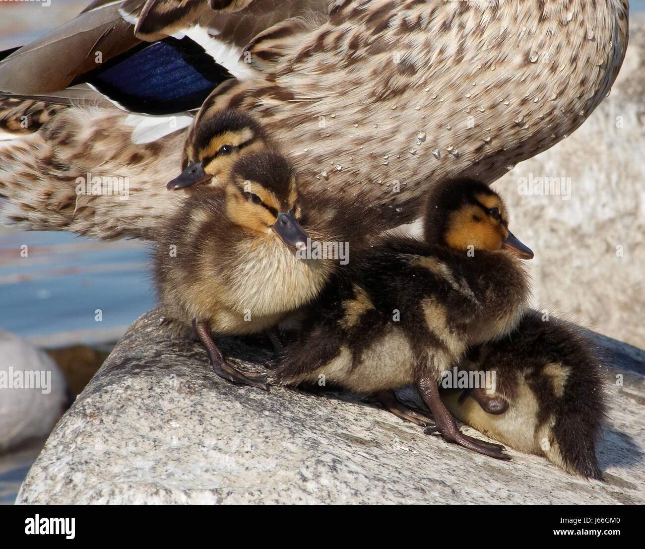 duck duckling adorable puppies young younger whelps pupies detail animal bird Stock Photo