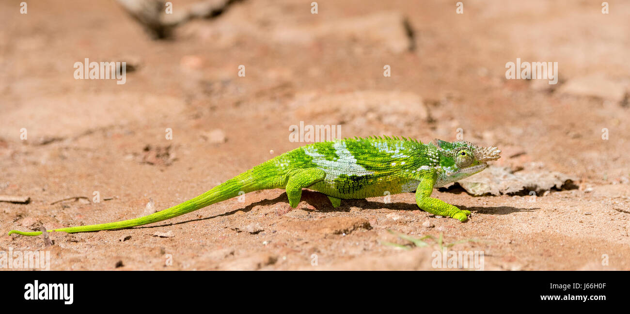 The Endemic & Threatened Usambara Two-horned Chameleon (Kinyongia multituberculata) in Western Tanzania Stock Photo