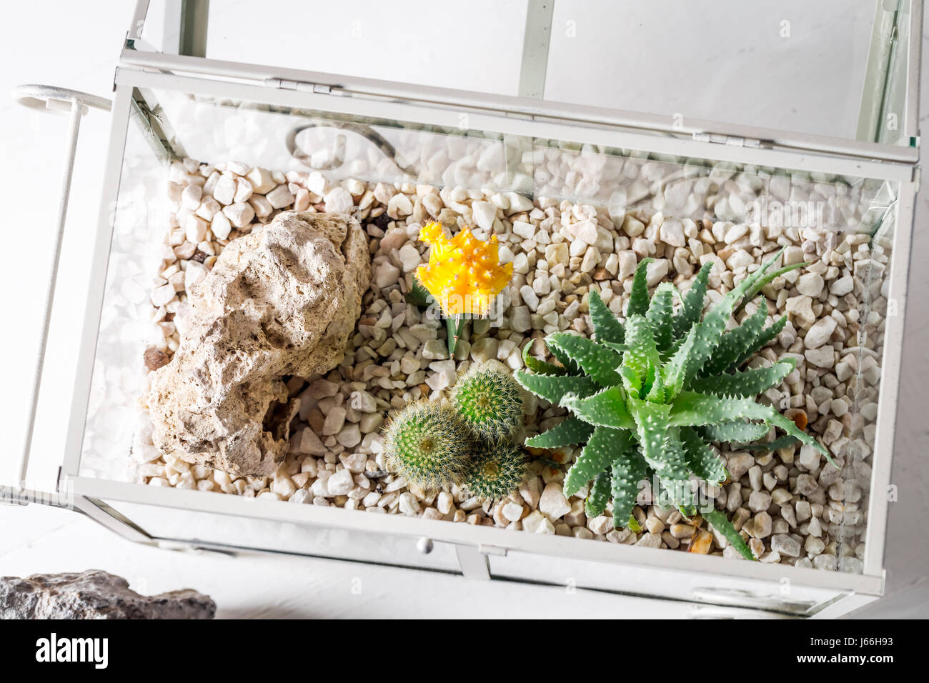 Plante de terrarium en pot avec succulentes cactus close up d'en