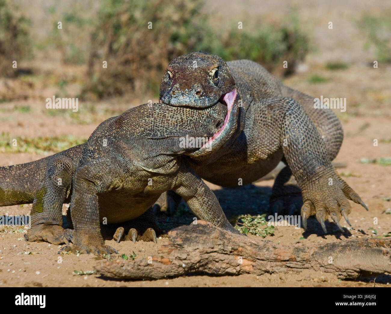 Two Komodo dragons fighting over a piece of food. Indonesia. Komodo National Park. Stock Photo