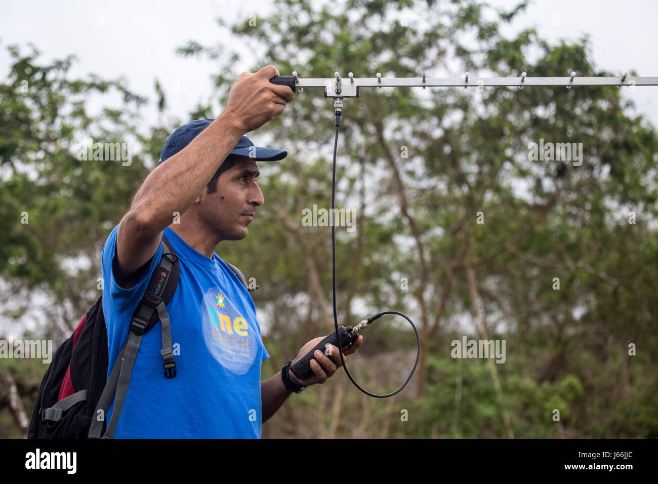 Researcher in the Galapagos tracking radio collars on giant tortoises Stock Photo