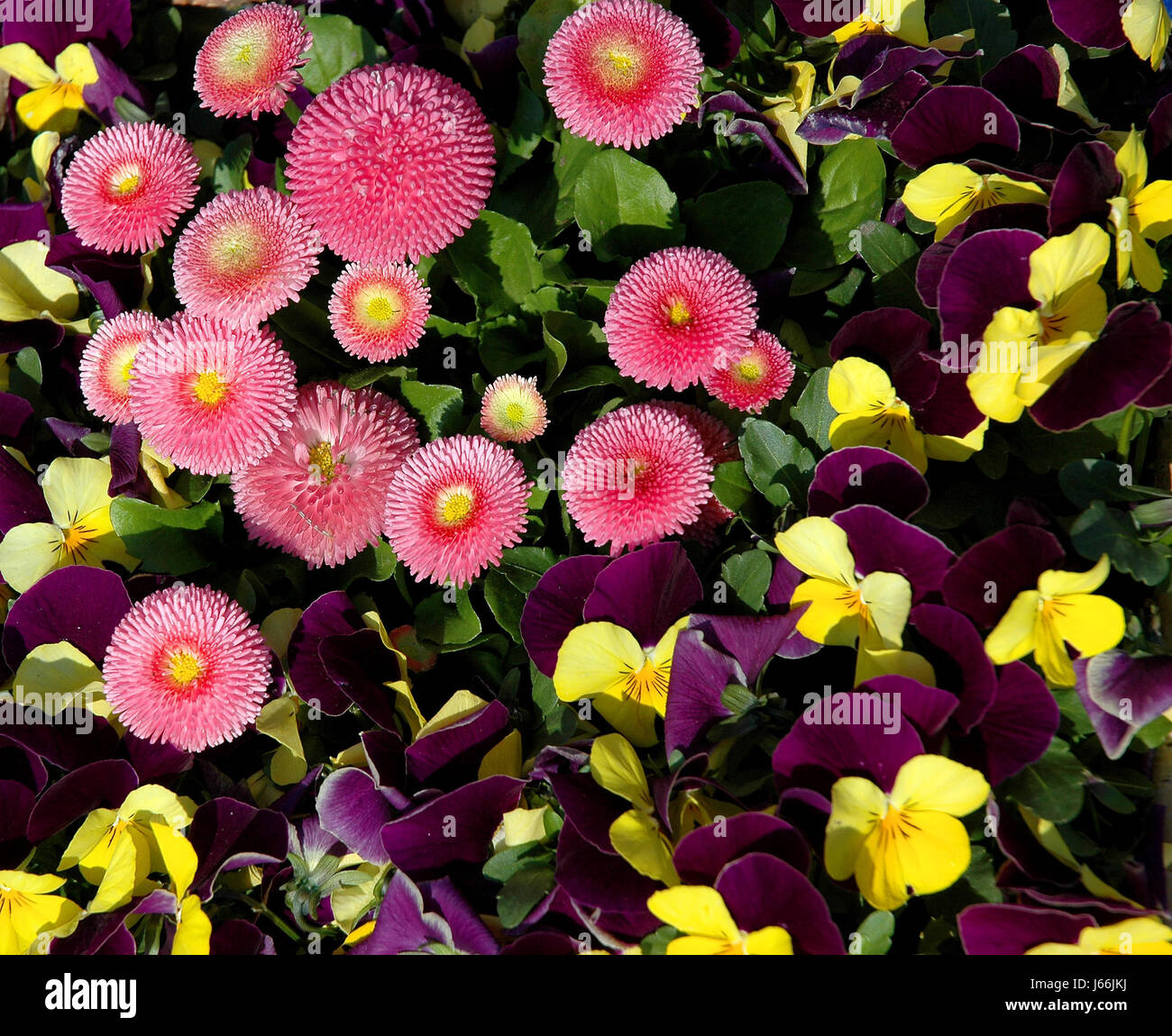 Spring Vciolet spring violet flower bed flowerbed plant coloured colourful gorgeous ...