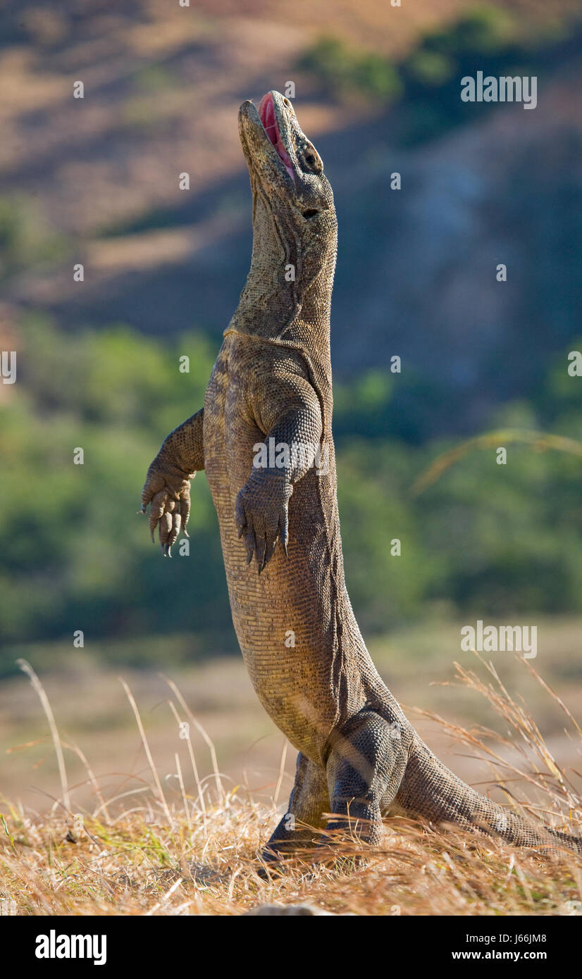 Komodo dragon is standing upright on their hind legs. Interesting  perspective. The low point shooting. Indonesia. Komodo National Park Stock  Photo - Alamy