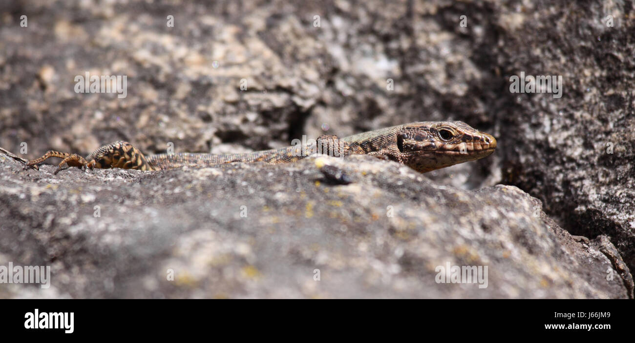 reptiles critters reptile lizard animals saurian suns hovel creature