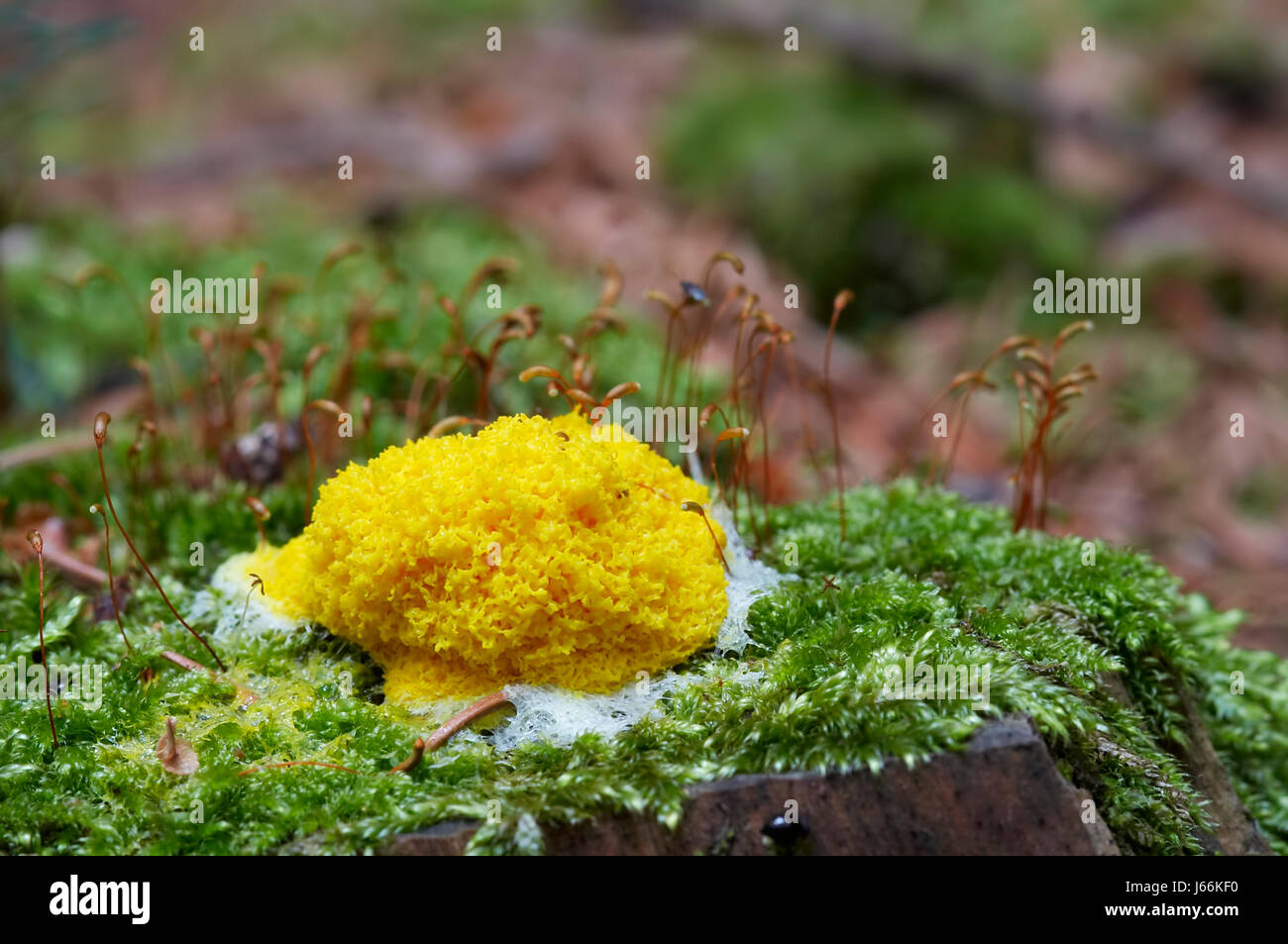 curiosity mushroom fungus mould slime plant macro close-up macro admission Stock Photo