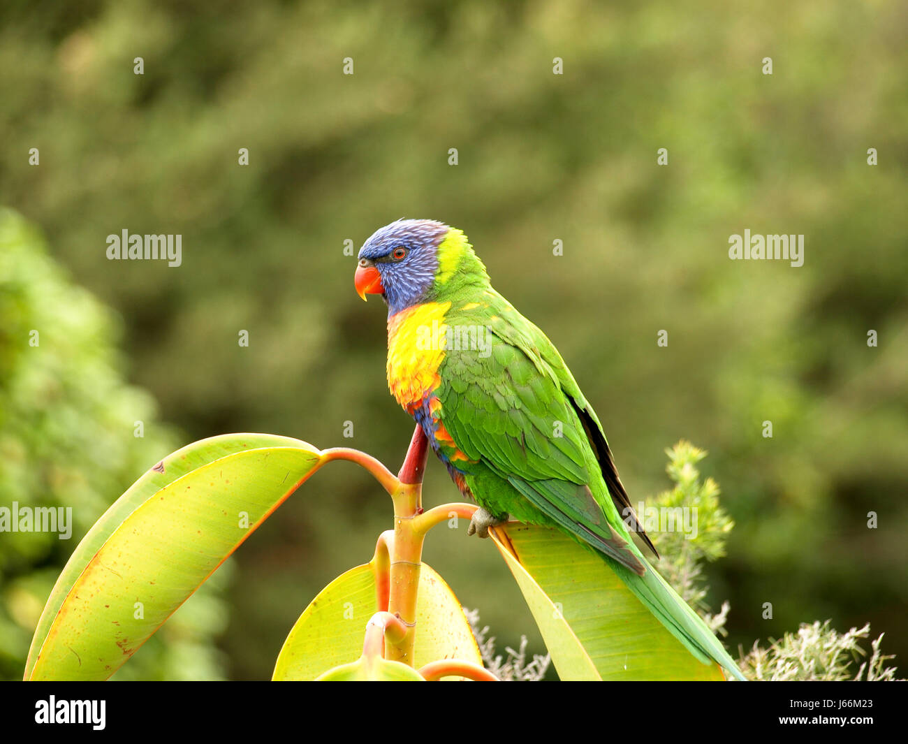 Bird Asia Birds Australia Nature Beautiful Beauteously Nice Bird Stock Photo Alamy Bird Asia Birds Australia Nature Beautiful Beauteously Nice Bird Stock Photo Alamy