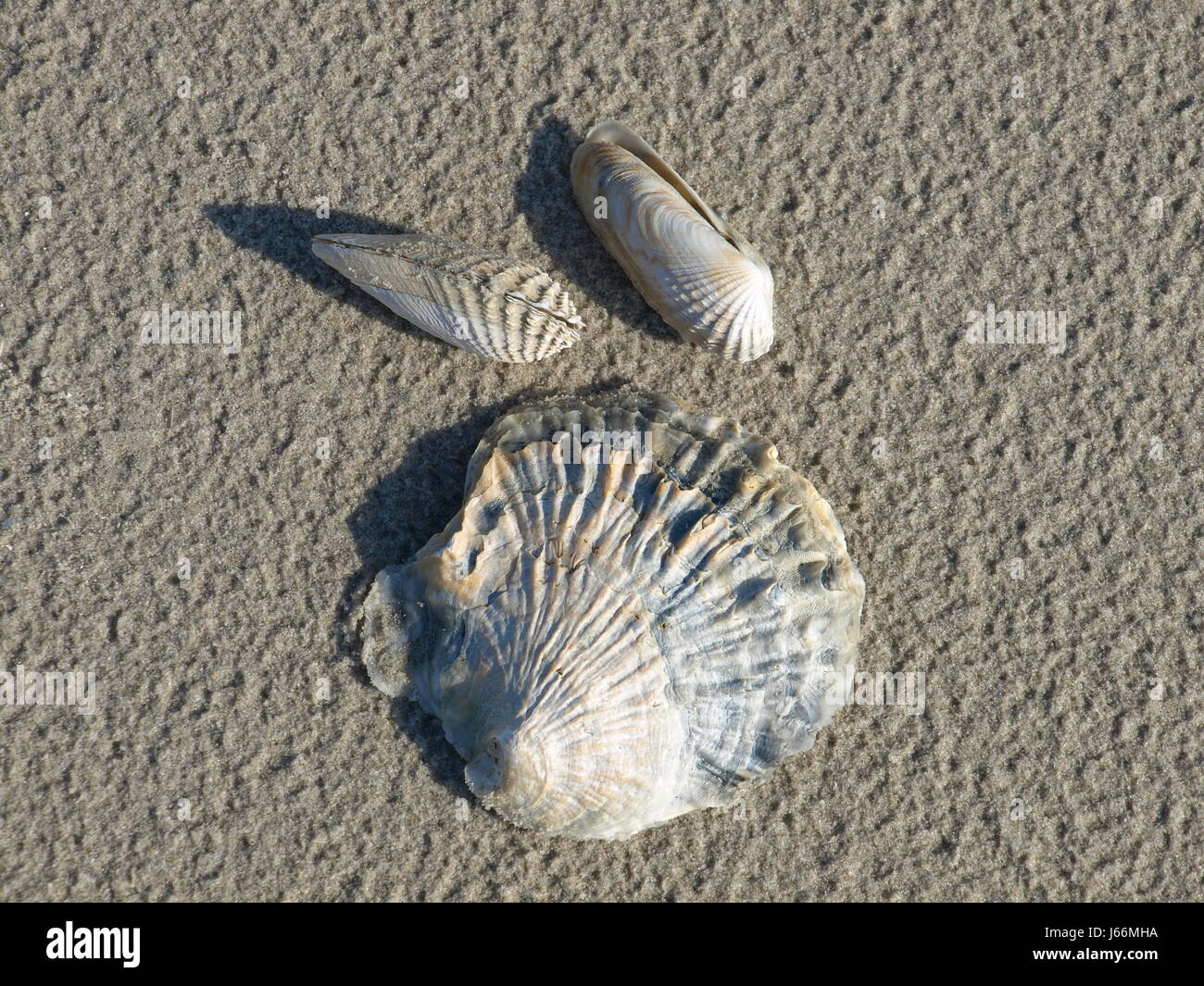water north sea salt water sea ocean watt mud flats oysters shells mussels Stock Photo