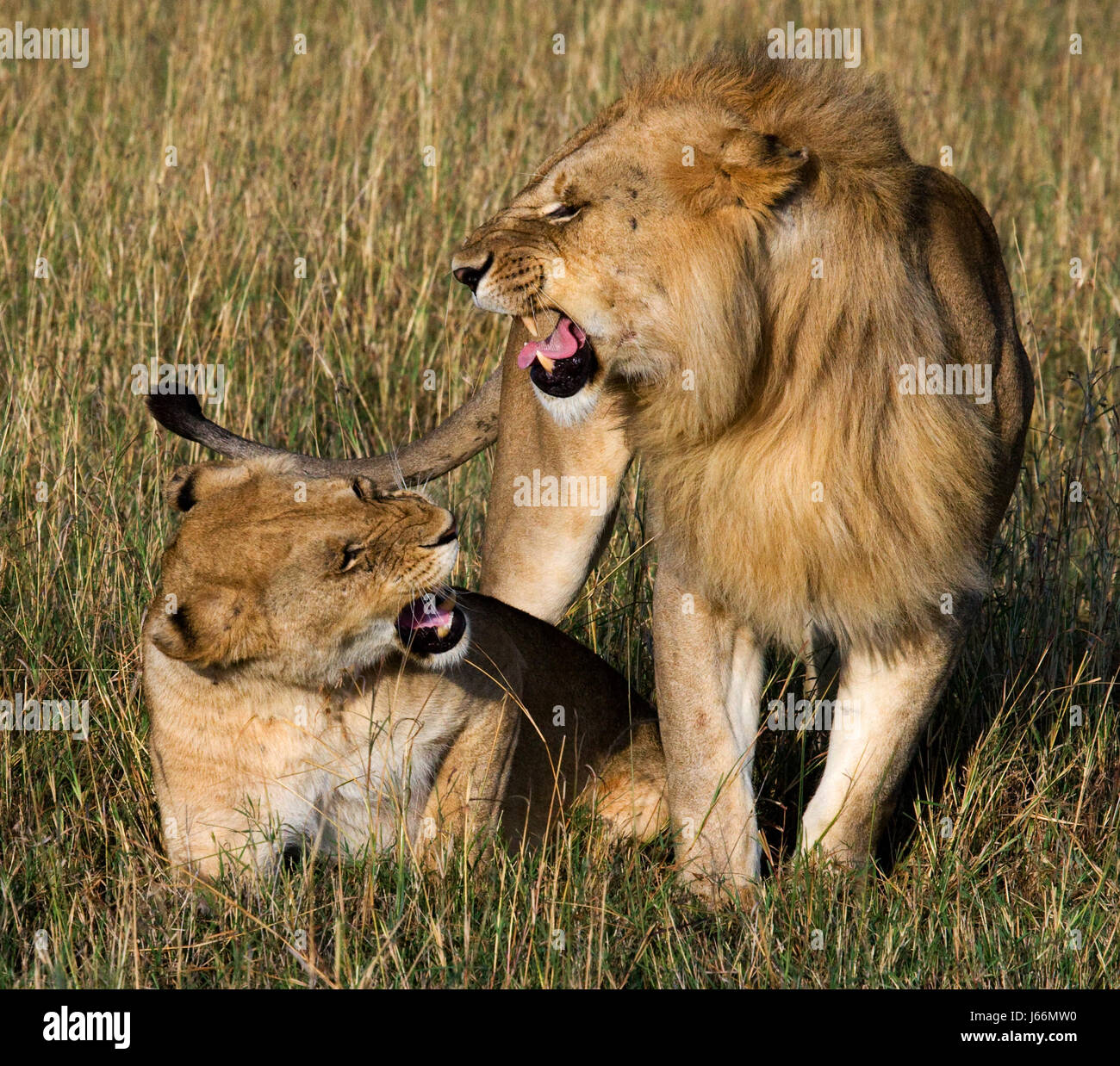 Meeting the lion and lioness in the savannah. National Park. Kenya ...