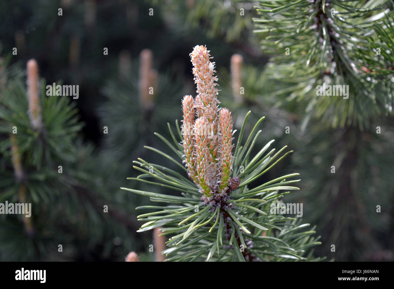 Pine Tree Growth in Spring close up Stock Photo