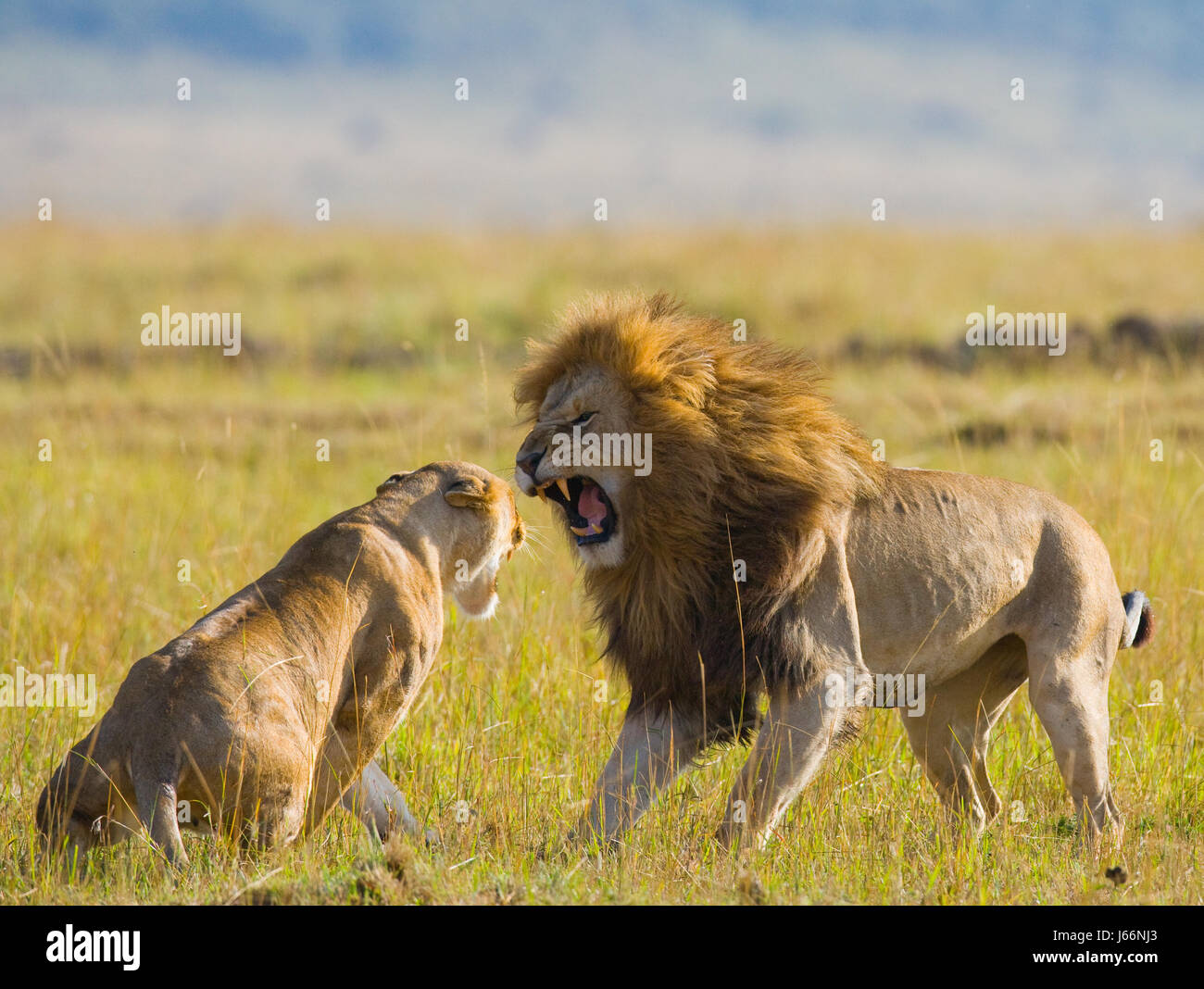 Meeting the lion and lioness in the savannah. National Park. Kenya ...