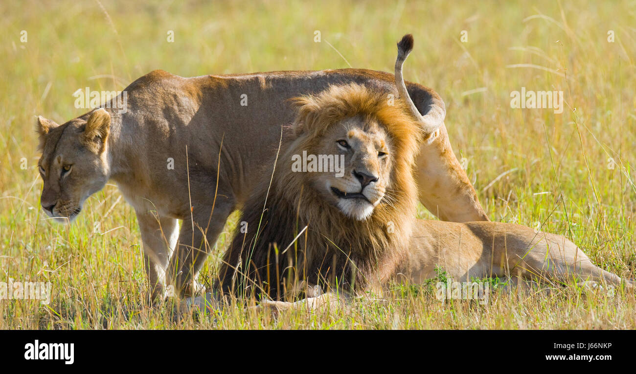 Meeting the lion and lioness in the savannah. National Park. Kenya ...