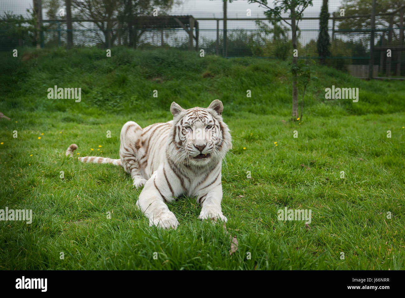 French circus white tiger hires stock photography and images Alamy