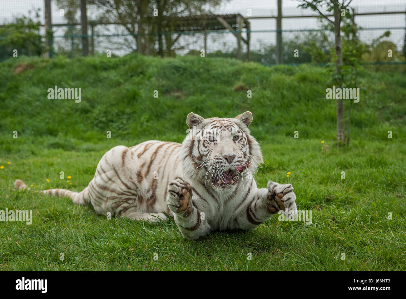 Chinese tiger tiger fortune cookies hires stock photography and images