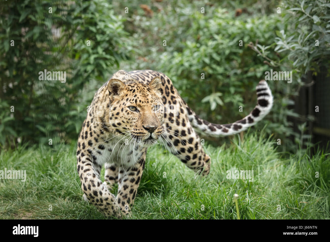 Russian amur leopard hi-res stock photography and images - Alamy