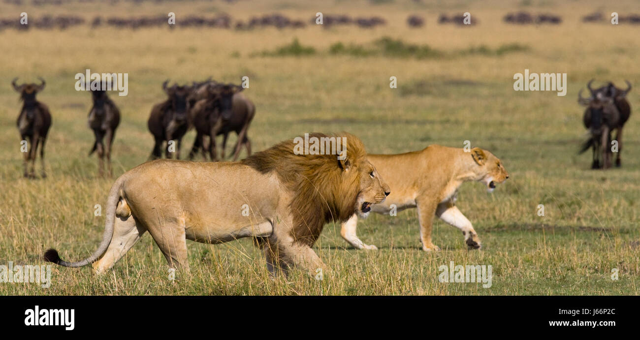 Meeting the lion and lioness in the savannah. National Park. Kenya ...