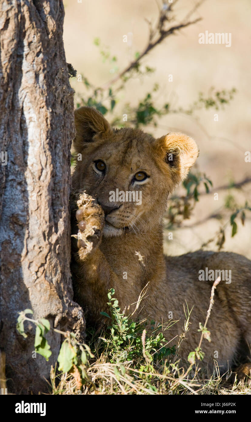 Pride lion maasai mara hi-res stock photography and images - Alamy