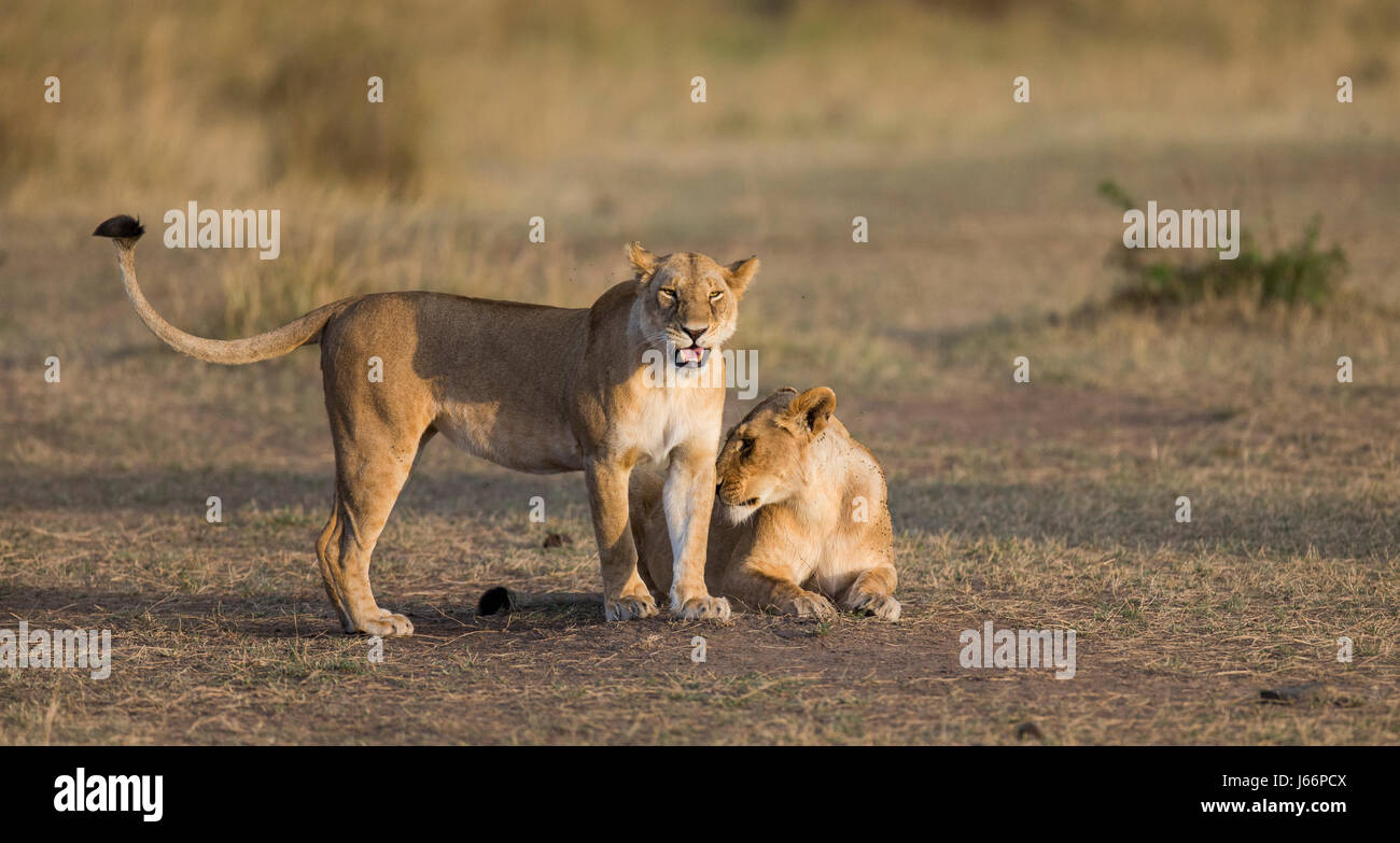 Two lionesses fondle each other. National Park. Kenya. Tanzania. Masai Mara. Serengeti. Stock Photo