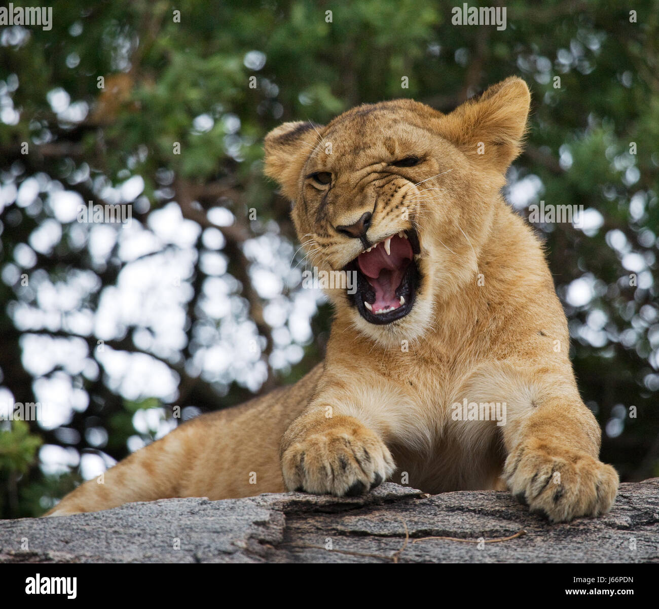Funny lion photo hi-res stock photography and images - Alamy Funny lion photo hi-res stock photography and images - Alamy