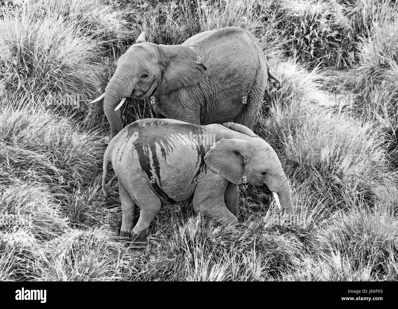 Savannah africa hi-res stock photography and images - Alamy