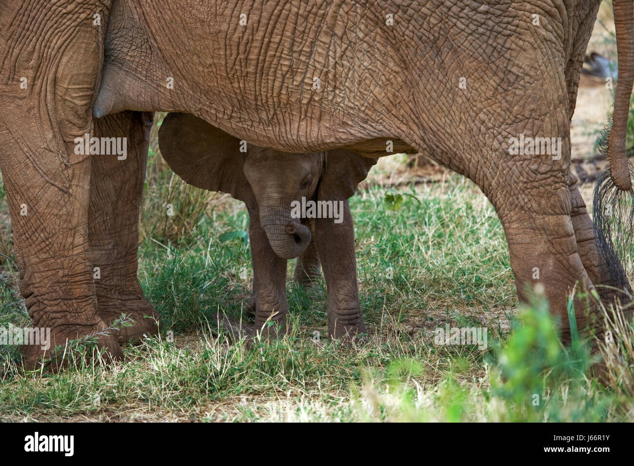 Baby elephant it goes close to his mother. Africa. Kenya. Tanzania. Serengeti. Maasai Mara. An excellent illustration. Stock Photo
