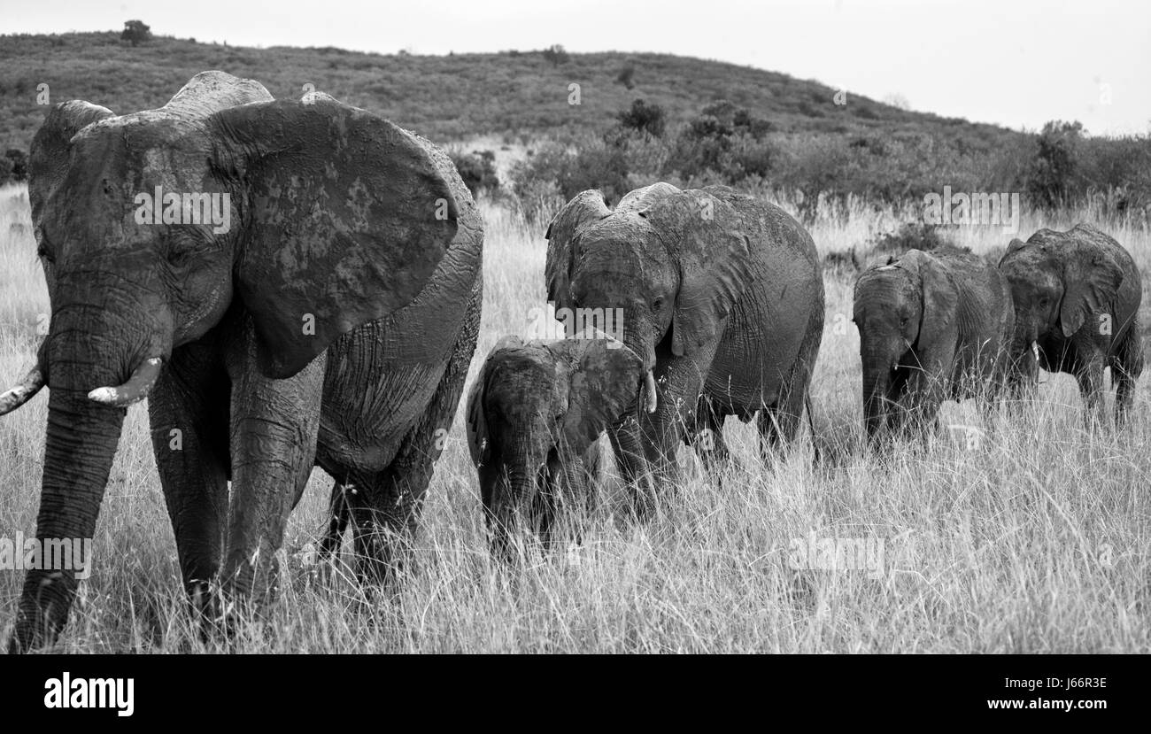 Group of elephants walking on the savannah. Africa. Kenya. Tanzania. Serengeti. Maasai Mara. Stock Photo