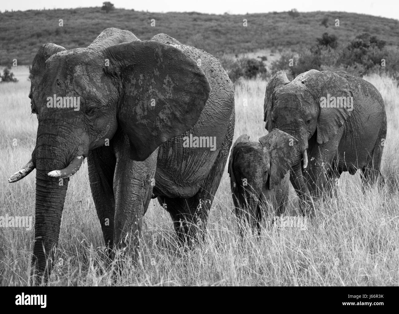 Group of elephants walking on the savannah. Africa. Kenya. Tanzania. Serengeti. Maasai Mara. Stock Photo