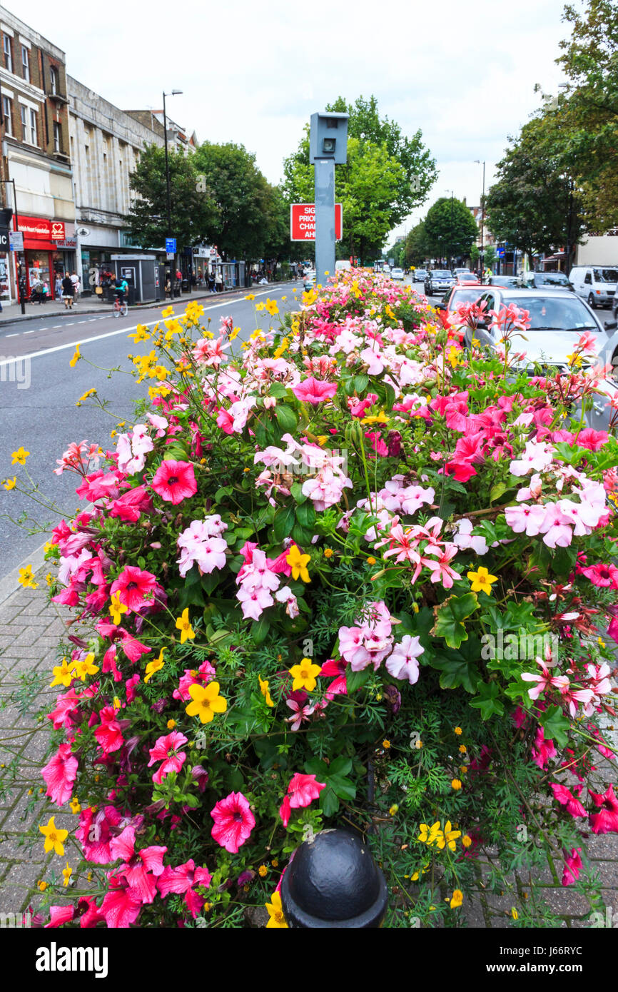 Pink and yellow flower planters on the central divider of Holloway Road, London, UK Stock Photo