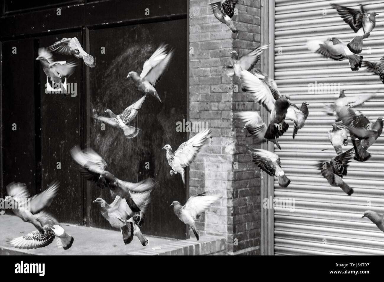 Black and white image of a flock of startled pigeons taking flight against a corrugated metal shutter and brick wall, London, UK Stock Photo