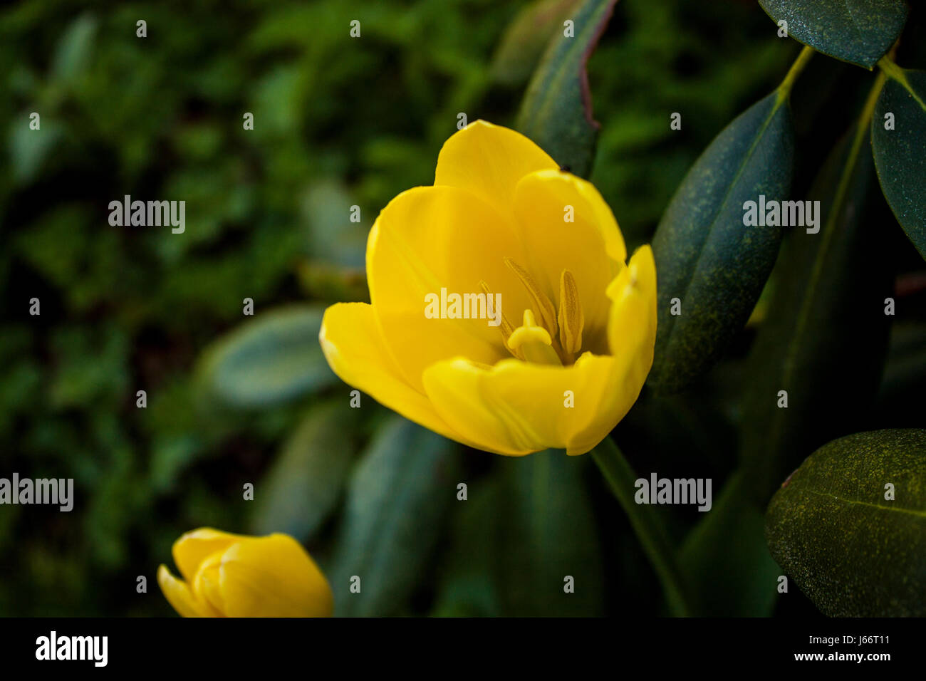 A beautiful yellow tulip taken up close. Stock Photo