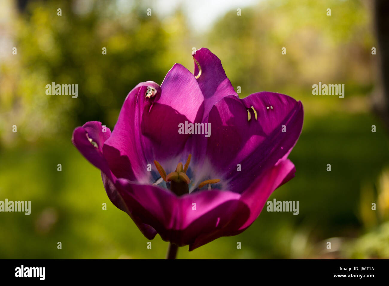 A Beautiful Close-up Photo of a purple tulip. Stock Photo