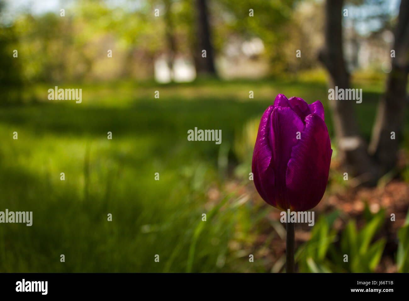 A Beautiful Close-up Photo of a purple tulip Stock Photo - Alamy